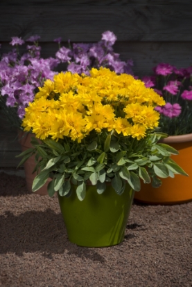 Picture of Coreopsis - Presto